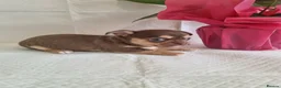 Chihuahua dogs for sale: Chihuahuas in Barnsley - Advert 4