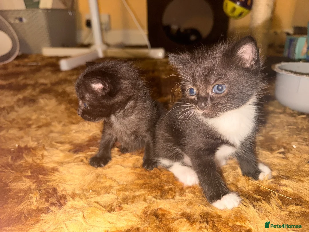 Mixed Breed cats for sale: Both girls ready to go  - Advert 7