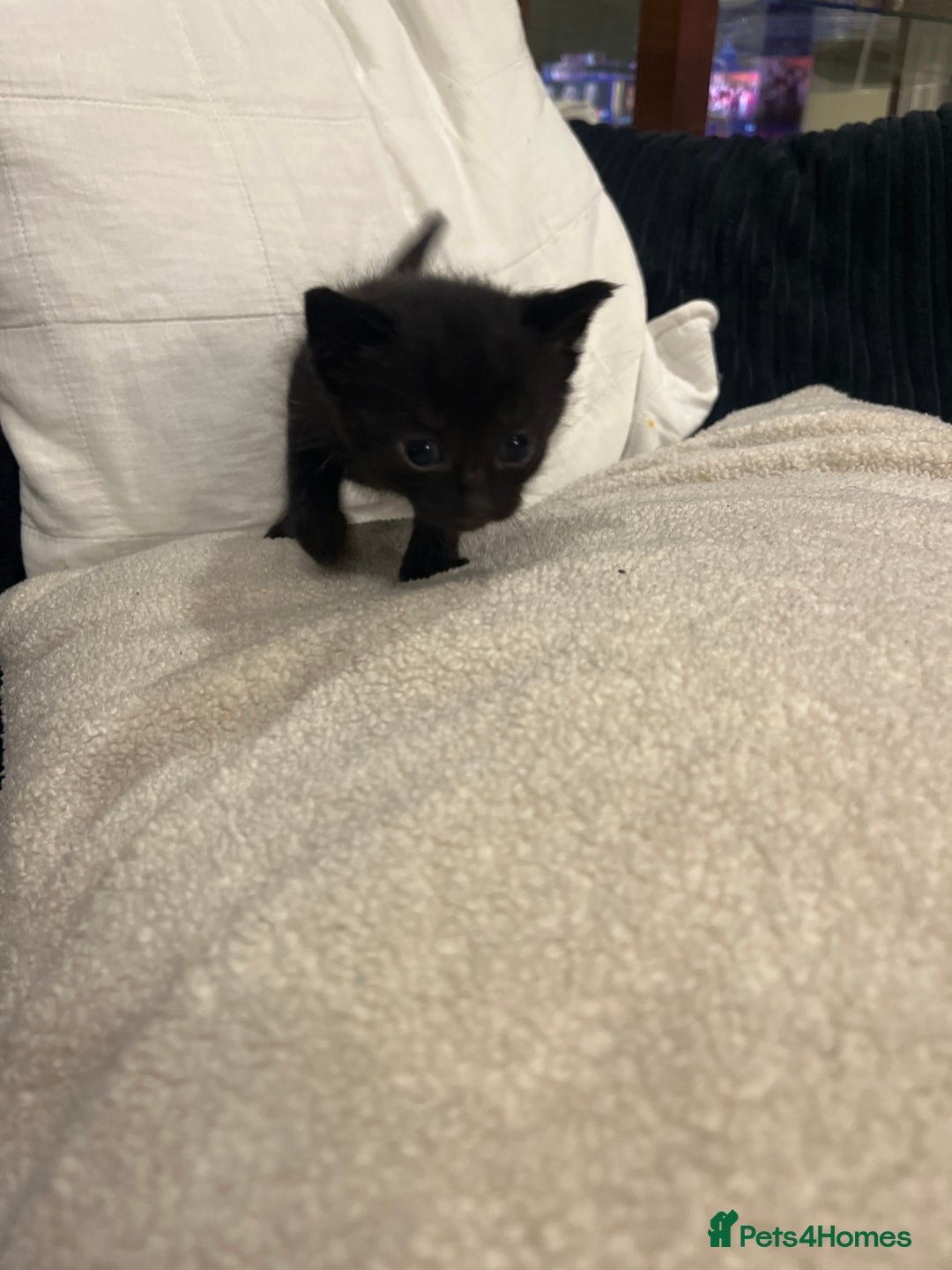 Mixed Breed cats for sale: Kittens - Image 6