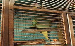 Parakeets birds for sale: Bonded Pair of Parakeets  - Image 5