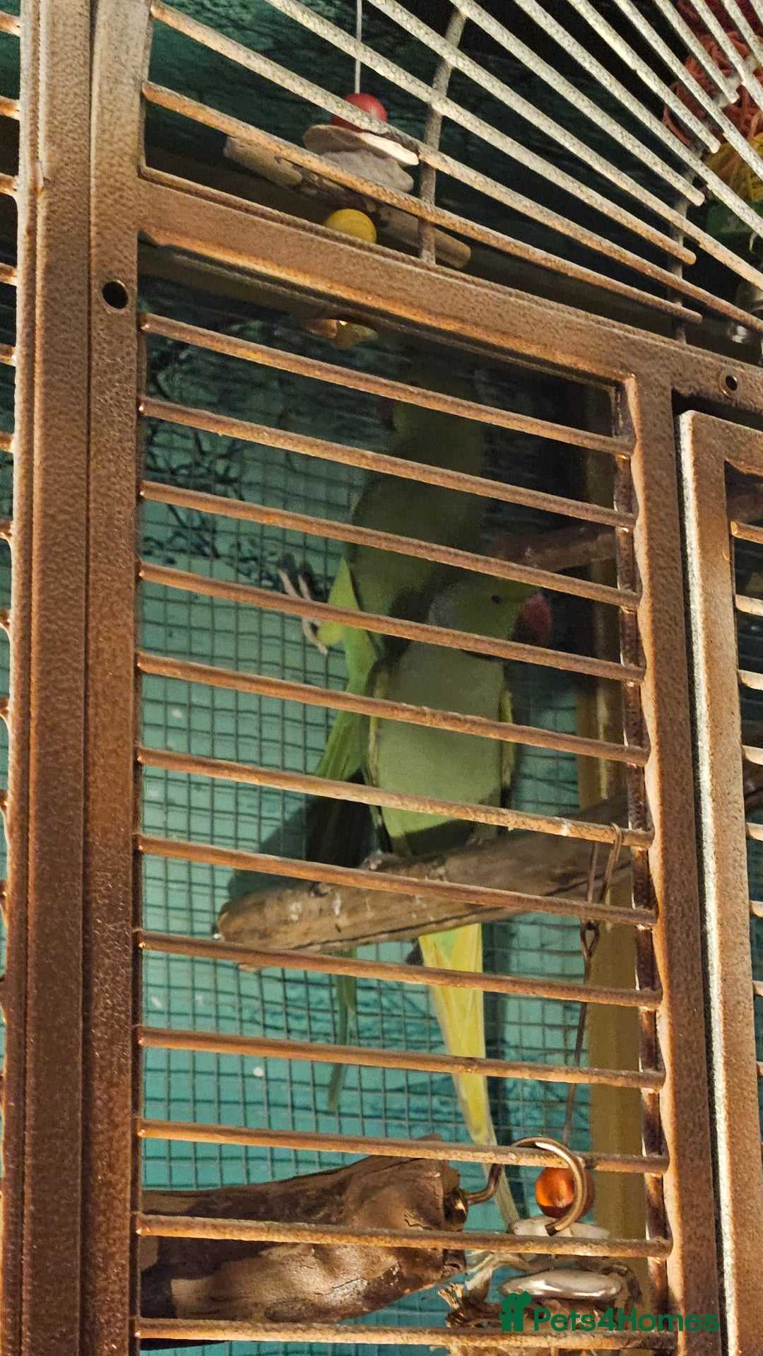 Parakeets birds for sale: Bonded Pair of Parakeets  - Image 5