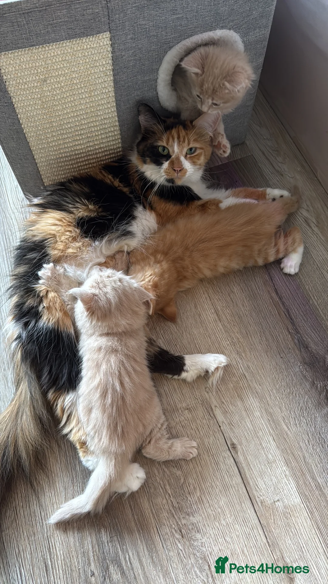 Mixed Breed cats for sale: Half Maine Coon kitten  - Advert 1