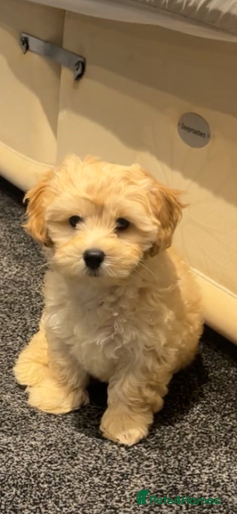 Maltipoo dogs F1 MALTIPOO PUPPY BOY Cream Colour 10 Weeks Old - Advert 1