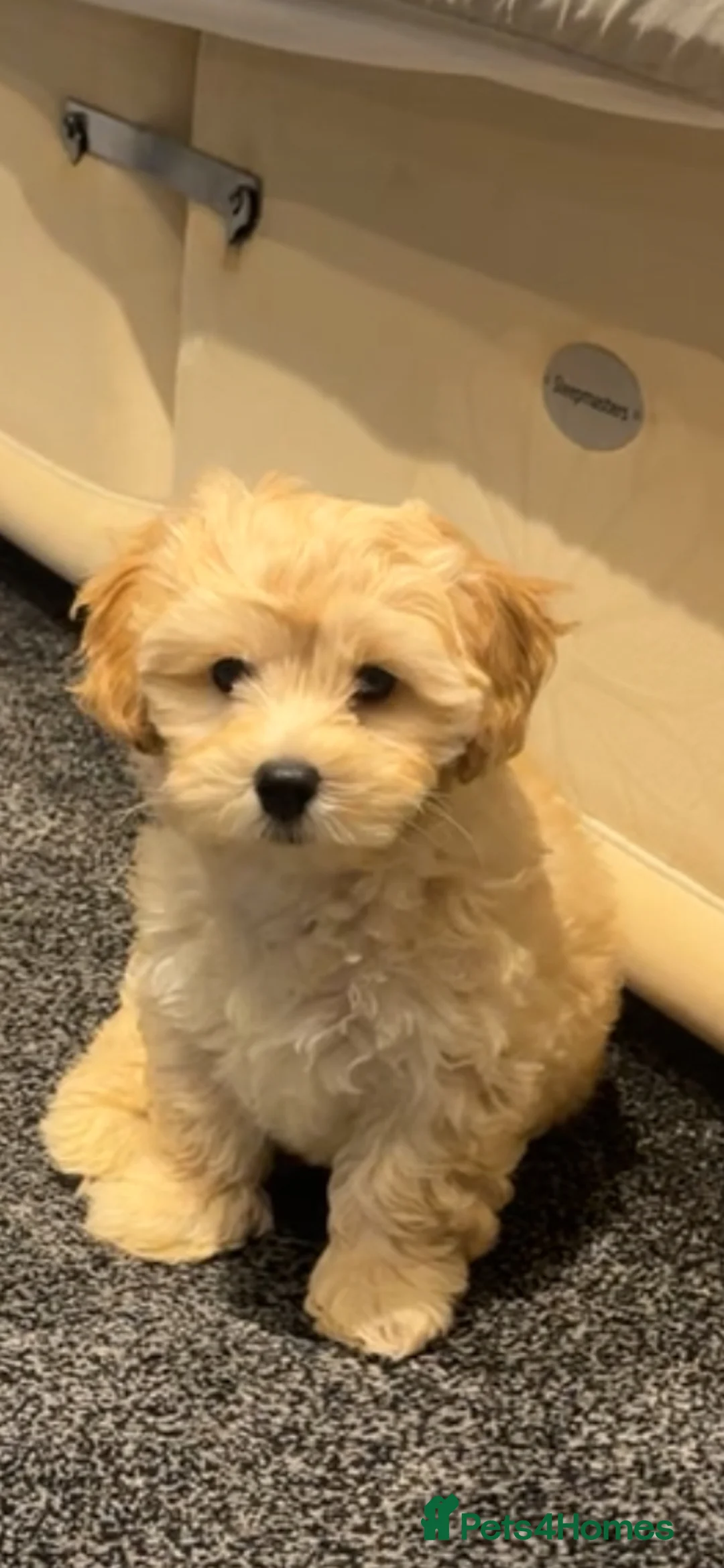 Maltipoo dogs for sale: F1 MALTIPOO PUPPY BOY Cream Colour 10 Weeks Old - Advert 1