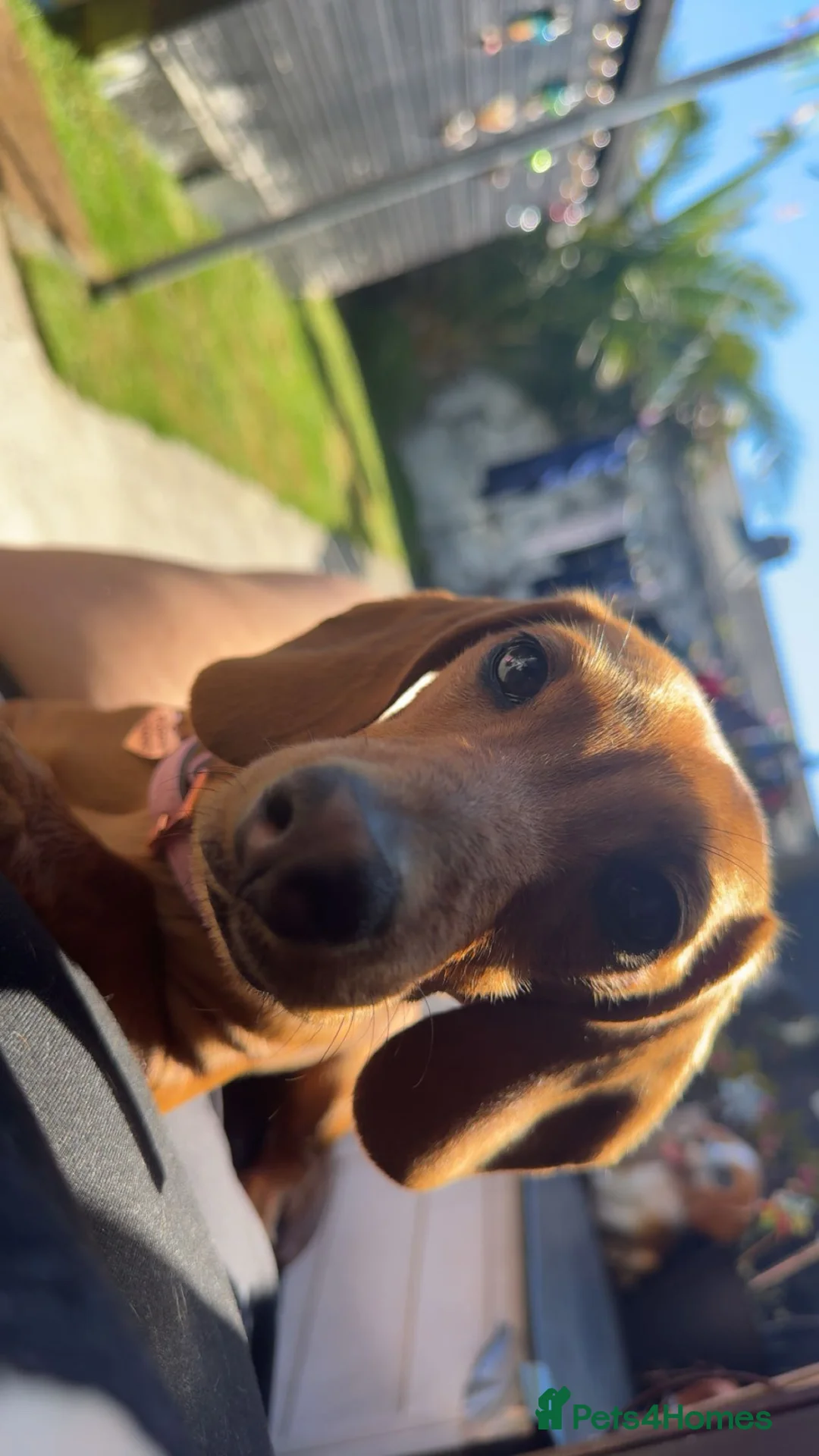 Miniature Dachshund dogs for sale: Miniature Dachshund  in Redruth - Advert 2