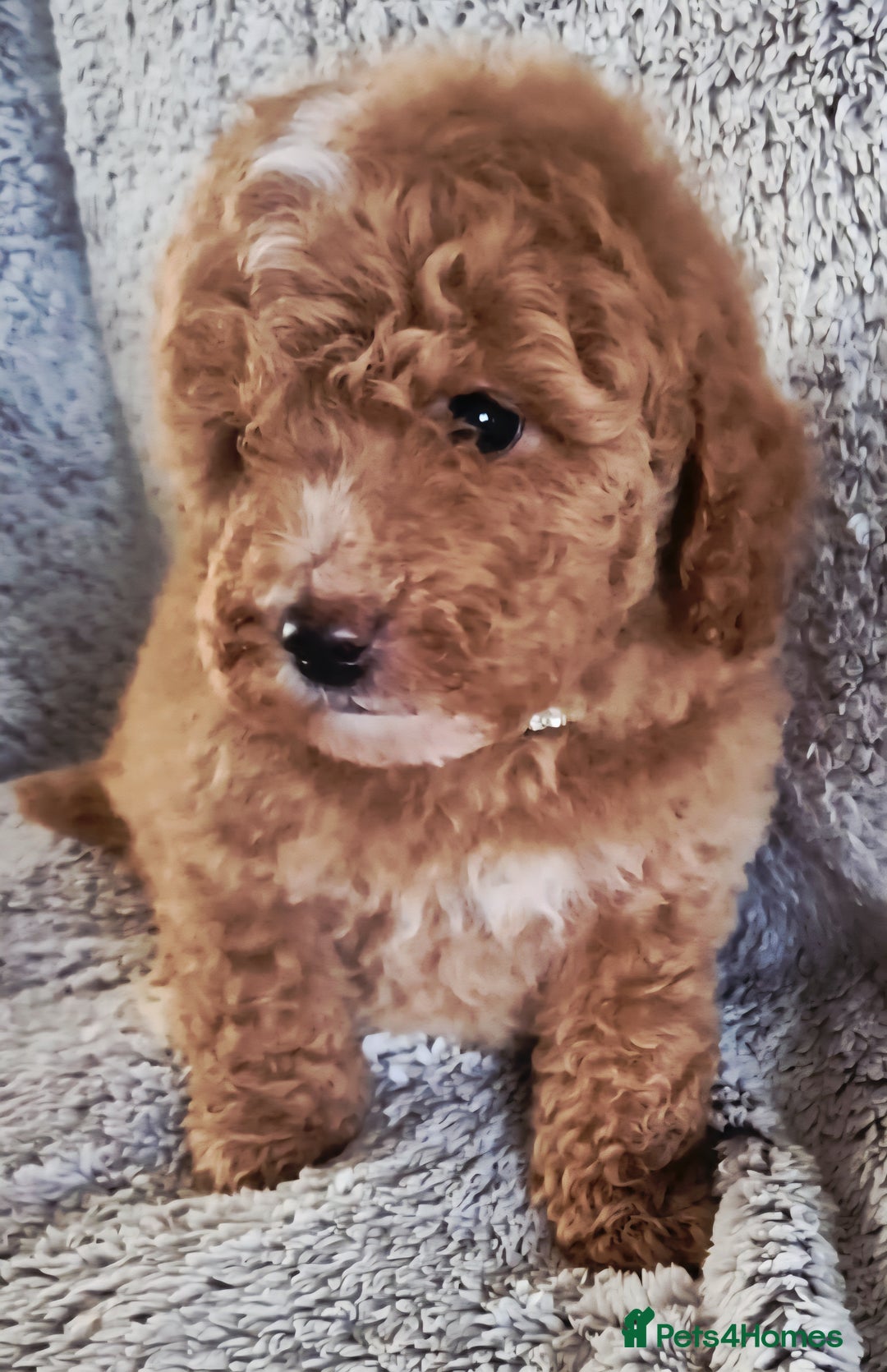 Cavapoo dogs for sale: F1bb extensively health tested caverpoo pups  - Advert 19