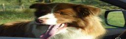 Border Collie dogs for sale: Quality Red & White Border Collie Puppies - Advert 7