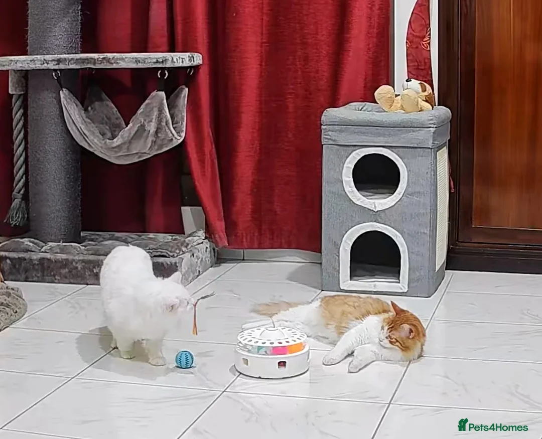 Mixed Breed cats for adoption: MIX TURKISH ANGIRA BONDED PAIR CALM AFFECTIONATE  - Advert 14