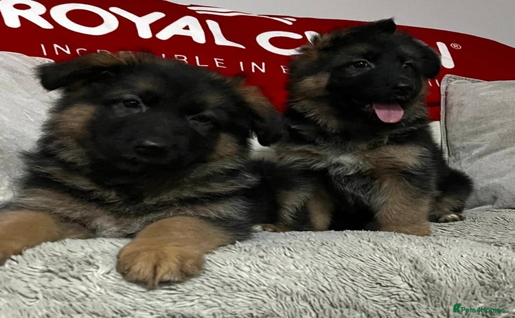 German Shepherd dogs - Advert 12