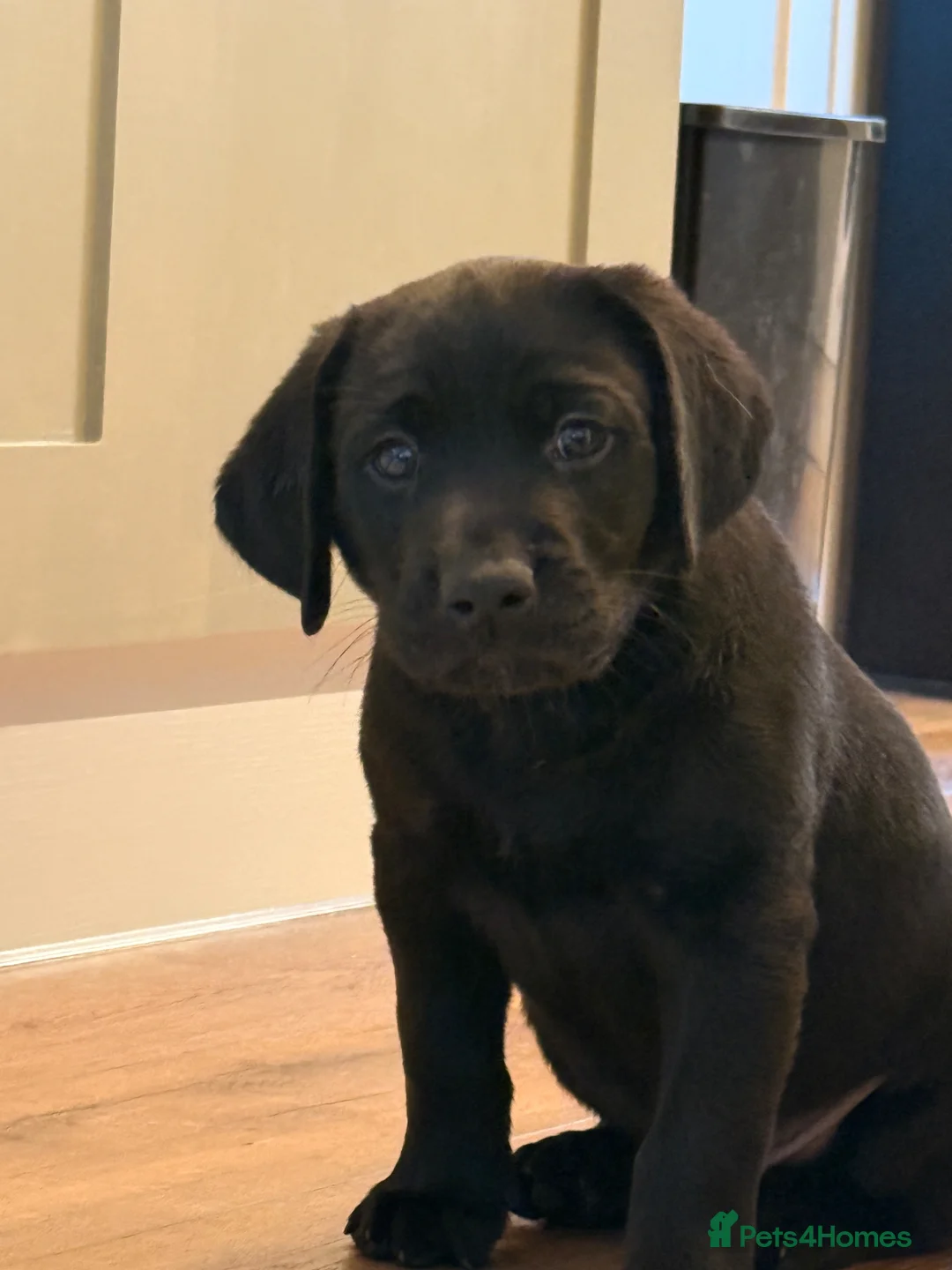 Labrador Retriever dogs for sale: Black male Labrador puppy - Advert 1