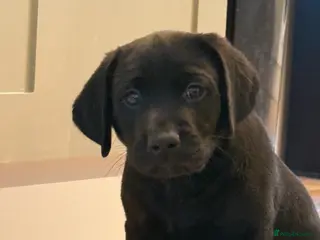 Labrador Retriever dogs Black male Labrador puppy - Advert 1