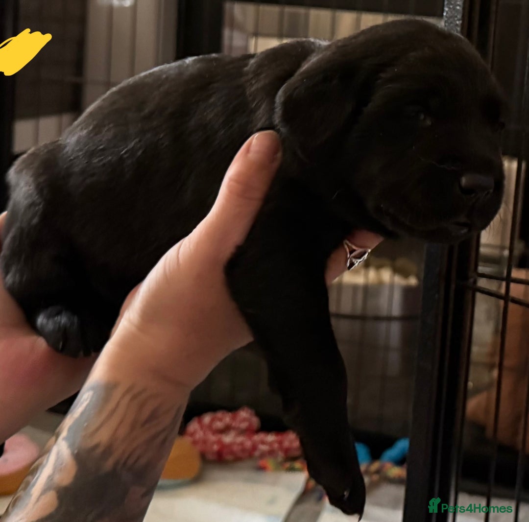 Labrador Retriever dogs for sale: Stunning litter of pure bred black Labrador pups  - Image 10