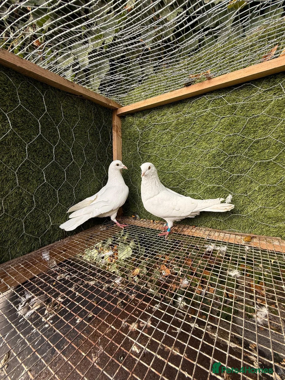 Pigeons birds for sale: 20 Mix  pigeon for sale - Advert 17