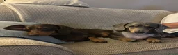 Dachshund dogs for sale: Ted & Milo - Advert 6