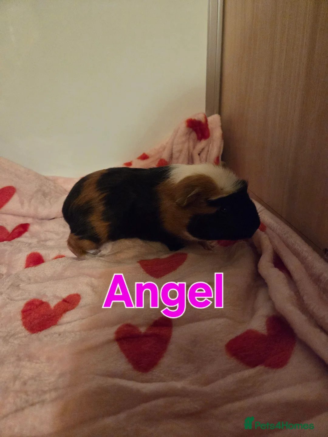 Guinea Pig rodents for sale: Gorgeous Baby Girl Guinea Pigs - Advert 7