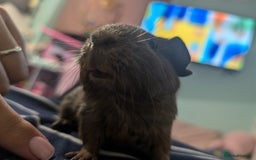 Guinea Pig rodents for sale: REHOMING TWO MALE GUINEAPIGS BOTH UNDER 6 MONTHS - Image 5