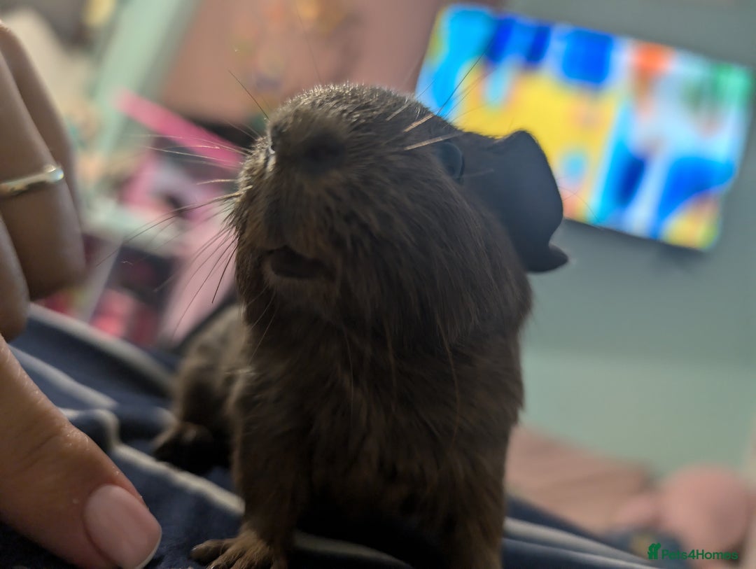 Guinea Pig rodents for sale: REHOMING TWO MALE GUINEAPIGS BOTH UNDER 6 MONTHS - Image 5
