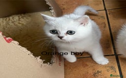 British Shorthair cats for sale: BSH Black Tipped GCCF Reg Kittens - Image 23