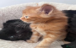 Domestic Shorthair cats for sale: kittens - Image 15