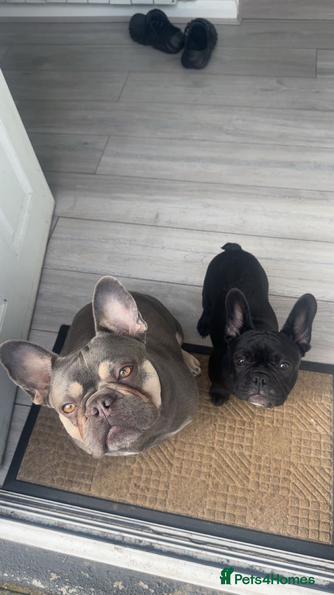 French Bulldog dogs Arlo and Luna  - Advert 1