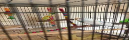 Budgerigars birds for sale: Mixed budgie pair with cage, accessories, stand - Advert 3