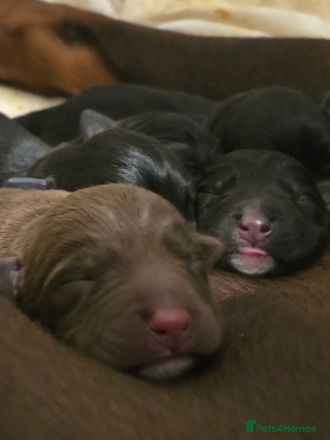 Mixed Breed dogs for sale: Doberman x Collie pups! - Advert 6