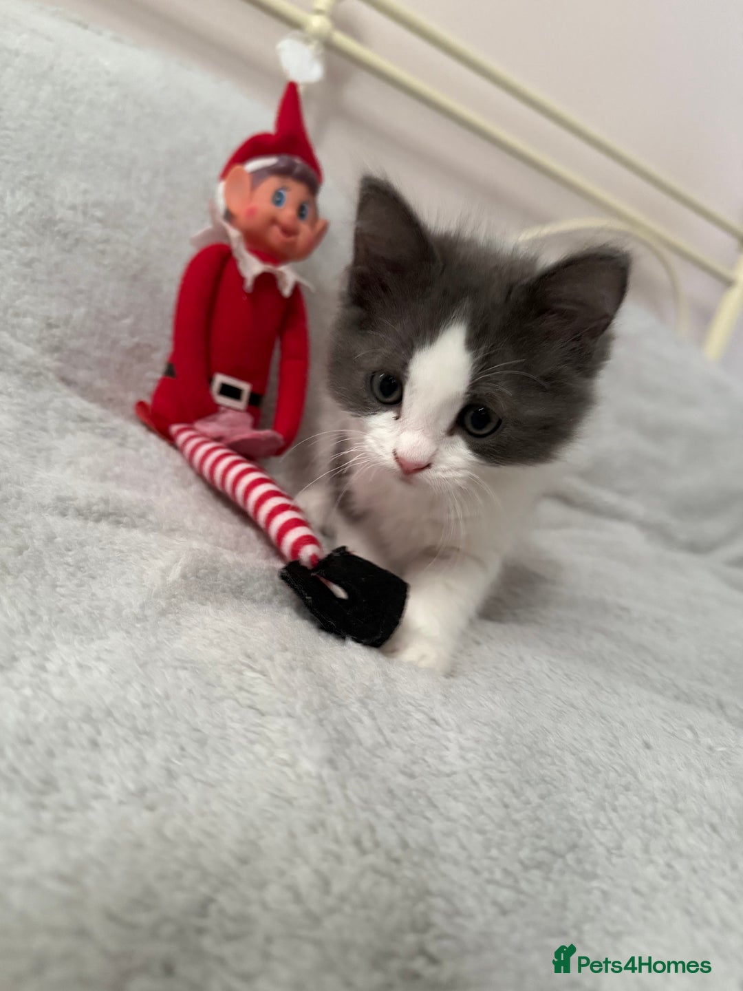 Ragcoon cats for sale: Beautiful Ragdoll x Mainecoon ready to leave   - Advert 6