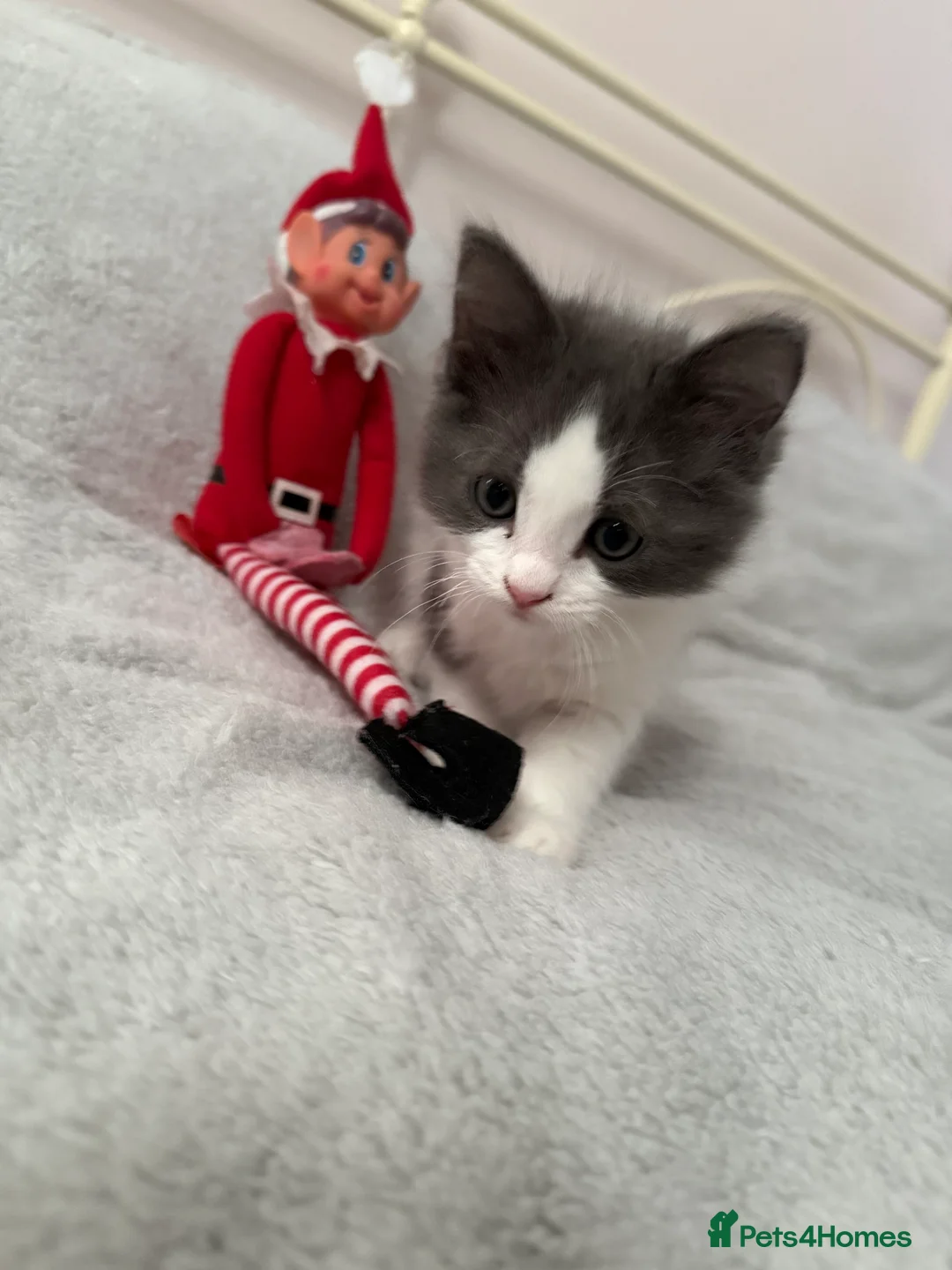 Ragcoon cats for sale:  Ragdoll x Mainecoon 1 female left  - Advert 6