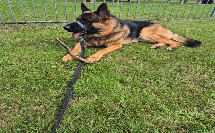 German Shepherd dogs - Advert 8