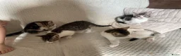 Mixed Breed cats for sale: Cute mixed kittens calico  - Advert 4