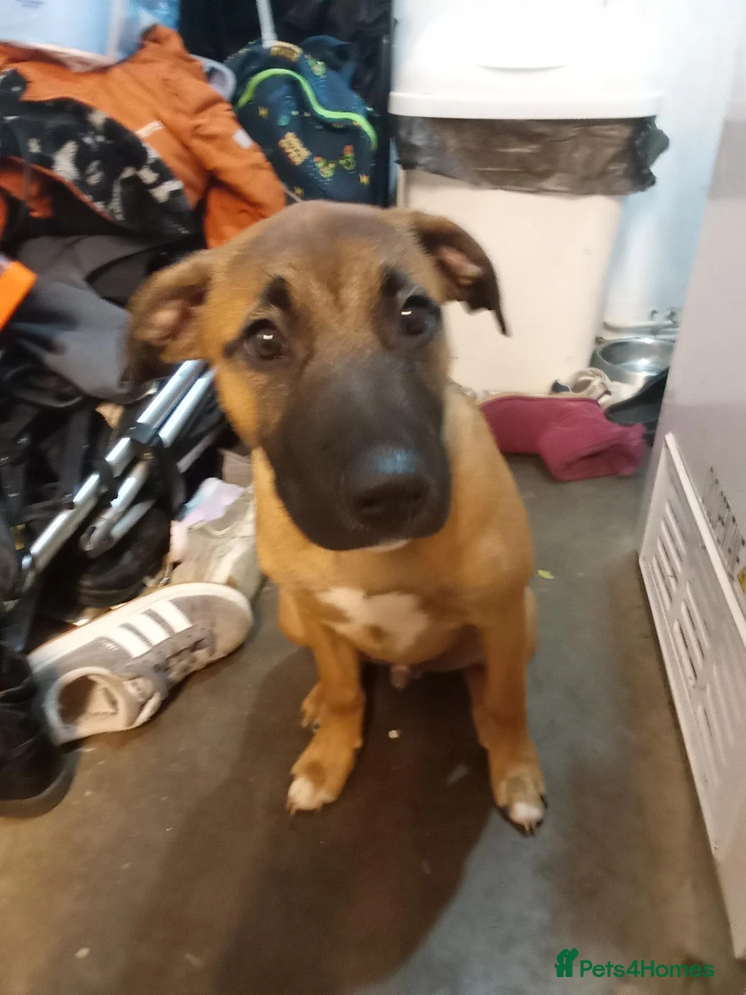 Mixed Breed dogs for sale: Nova  in Market Drayton - Advert 2