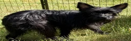 Yorkshire Terrier dogs for adoption: 🐾 VALERIO – Male Yorkshire Terrier 🐾 in Caterham - Advert 5