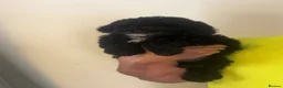Sproodle dogs for sale: STUNNING F2 MERLE SPROODLES - Advert 5