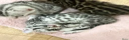 Bengal cats for sale: TICA registered pure bred Bengal kittens - Advert 15