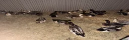 Ducks poultry for sale: Adult Silver Appleyard Ducks  - Advert 2