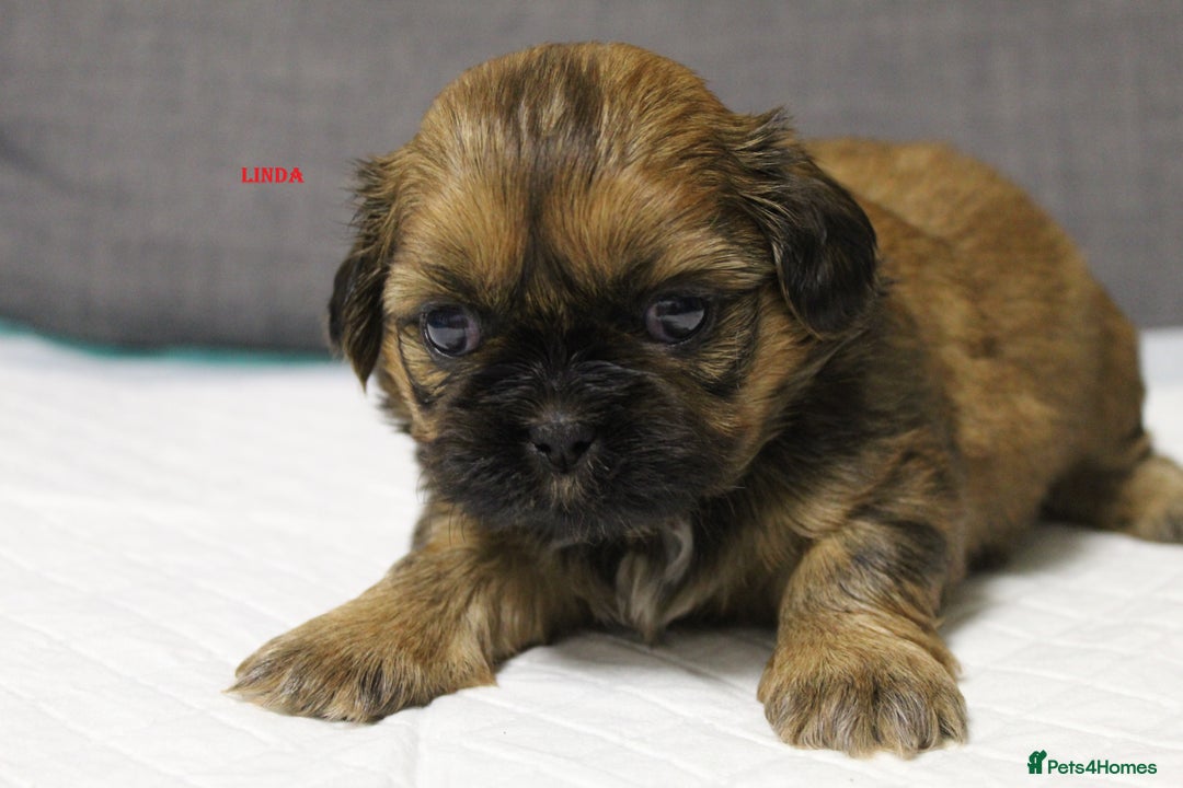 Shih Tzu dogs for sale: LOVELY SHIH TZU PUPPIES  - Image 27