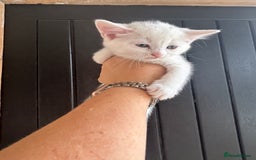 Maine Coon cats for sale: 3 boys Maine coon & 1 white female ready 13th aug! - Image 7