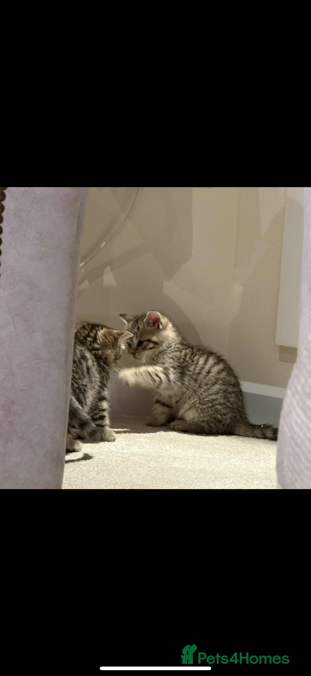 Mixed Breed cats for sale: Siberian x British Shorthair  - Advert 9