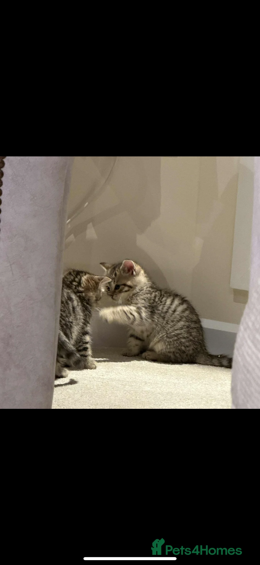 Mixed Breed cats for sale: Siberian x British Shorthair  - Advert 9