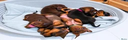 Dachshund dogs for sale: 7 dachshund pups for sale in Bradford - Advert 2