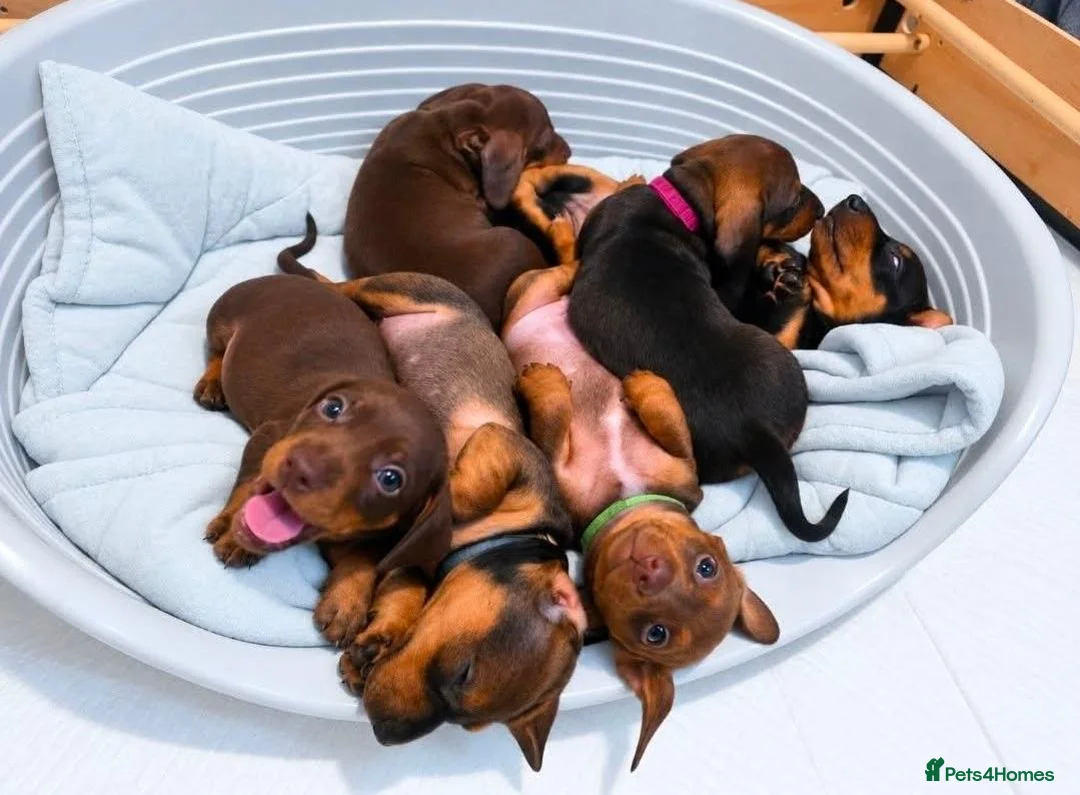 Dachshund dogs for sale: 7 dachshund pups for sale in Bradford - Advert 2