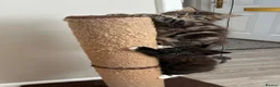 British Longhair cats for sale: 5 Adorable kittens - Advert 18