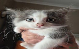 Ragdoll cats for sale: Ragdoll cross Somali kittens  - Image 3