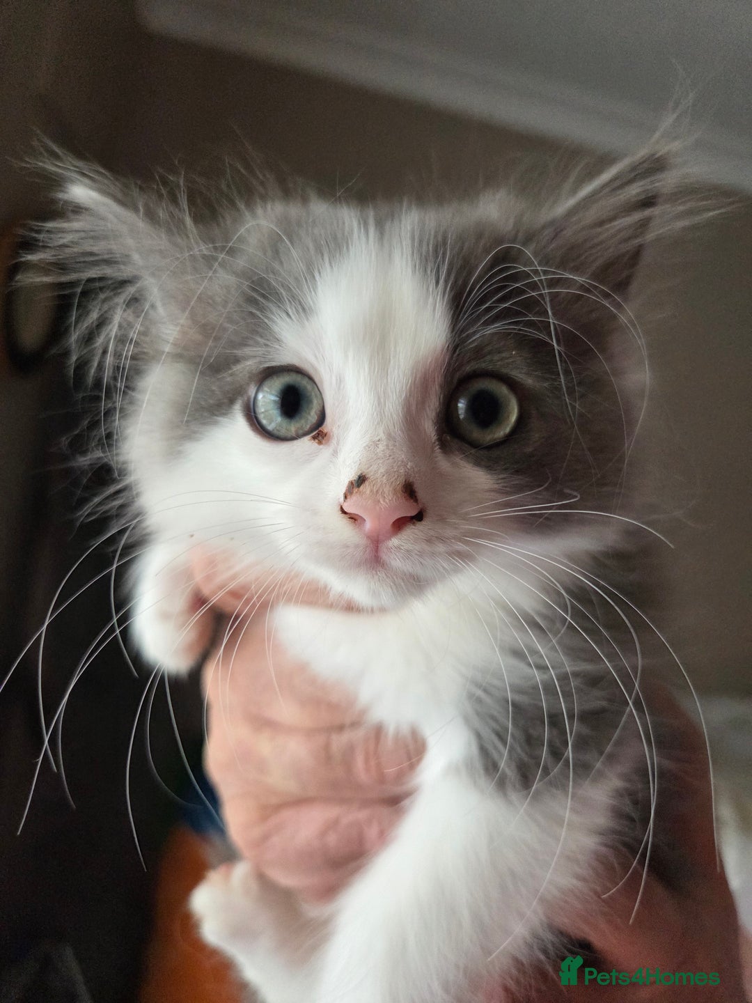 Ragdoll cats for sale: Ragdoll cross Somali kittens  - Image 3
