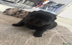Chow Chow dogs for sale: 🐾TOP QUALITY CHOW CHOWS🐾 - Image 3