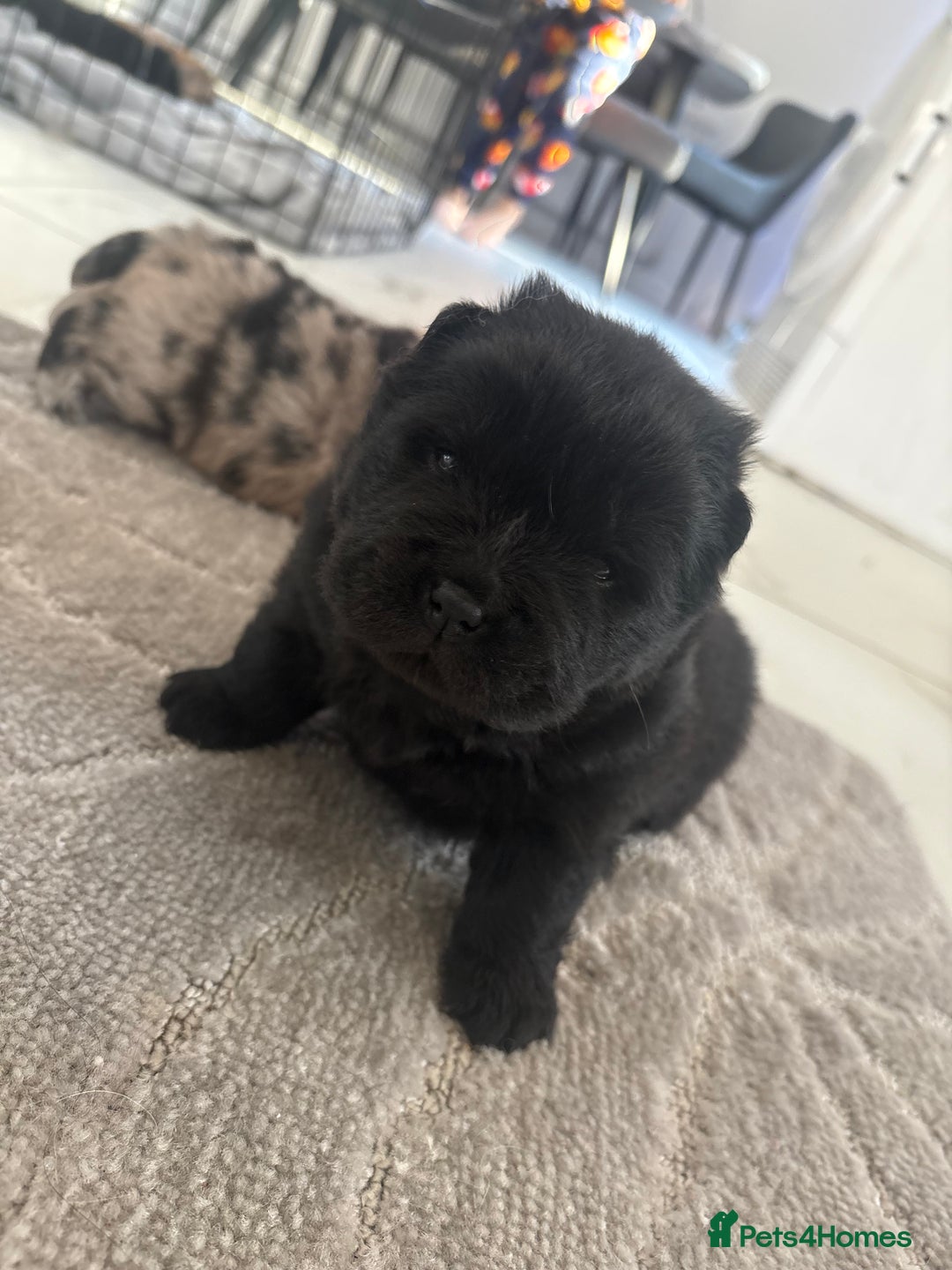 Chow Chow dogs for sale: 🐾TOP QUALITY CHOW CHOWS🐾 - Image 3