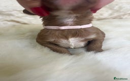 Cavapoo dogs for sale: Top Class Extensively tested F1b Toy Cavapoo pups - Image 22