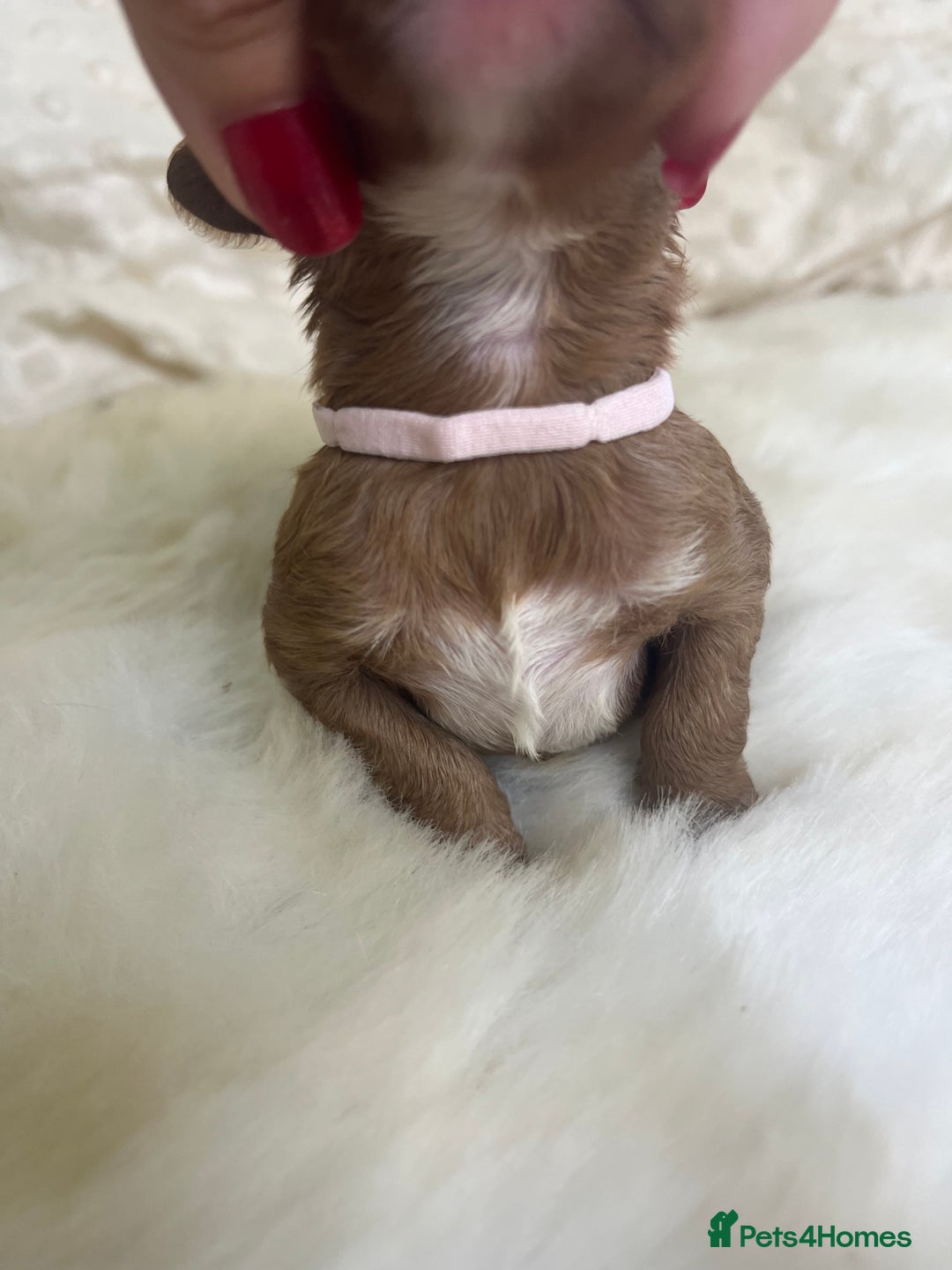 Cavapoo dogs for sale: Top Class Extensively tested F1b Toy Cavapoo pups - Image 22