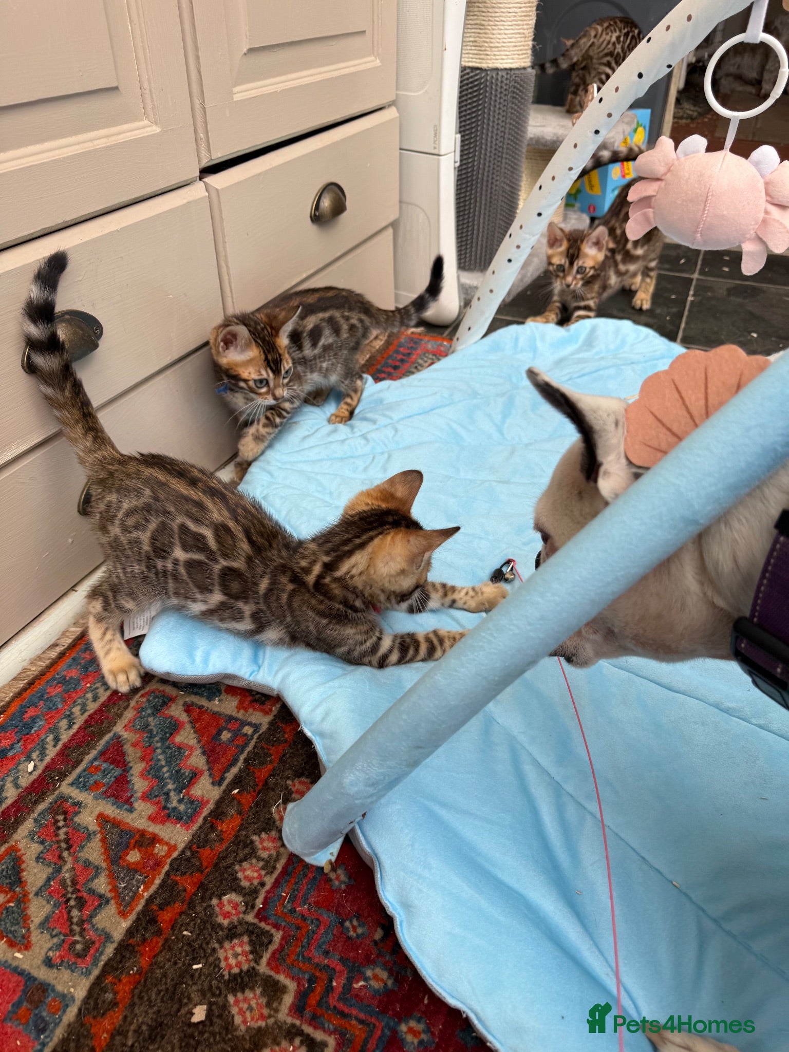 Bengal cats Ready now! Pedigree TICA 💙 Bengal Kittens 🐆 - Advert 2