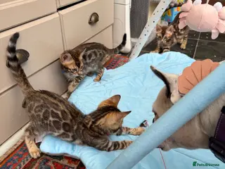 Bengal cats Ready now! Pedigree TICA 💙 Bengal Kittens 🐆 - Advert 2